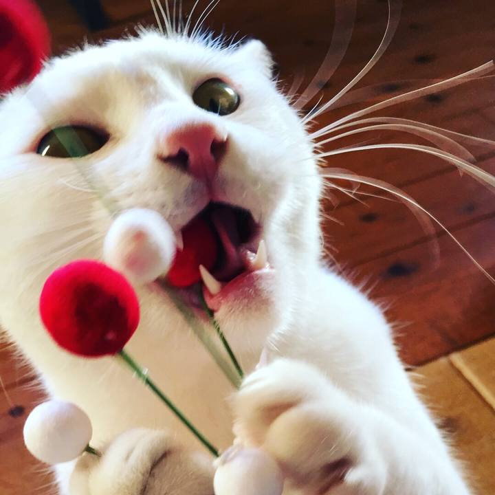 4cb302fd e185 4686 88e0 330e511f5c25 1514815850270