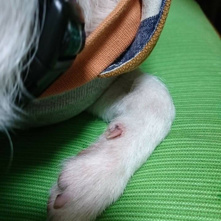 4cb55277 c214 41a4 bd3e a8387f5c4fa8 1545904960601