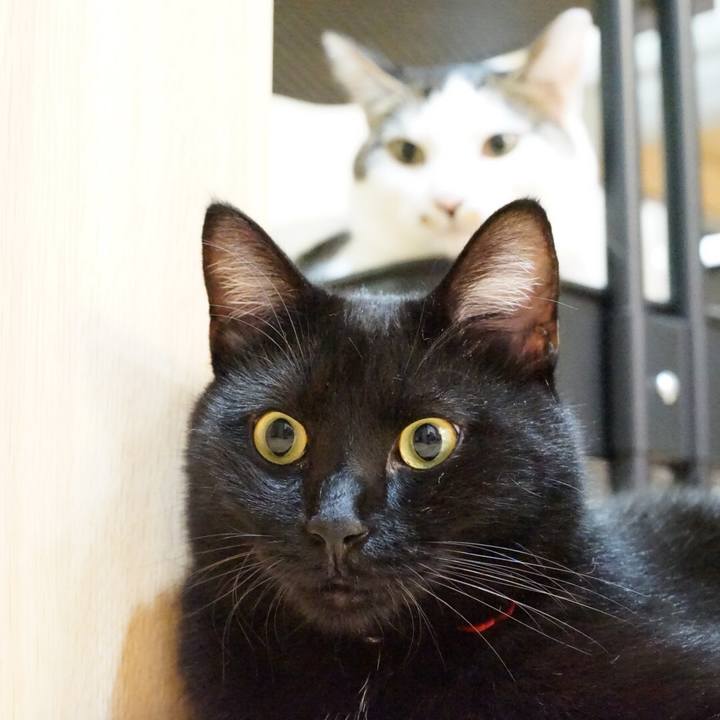 4cb555c8 8a7a 40fa b7ab e5bba8f03ff9 1532787844195