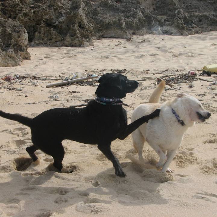 4cb664fc c4e4 4009 a724 7ec29c279211 1594211597920