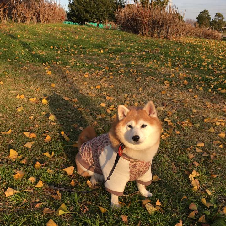 4cb86426 efa3 408e 8d0e b4e50b5454a2 1547356931758