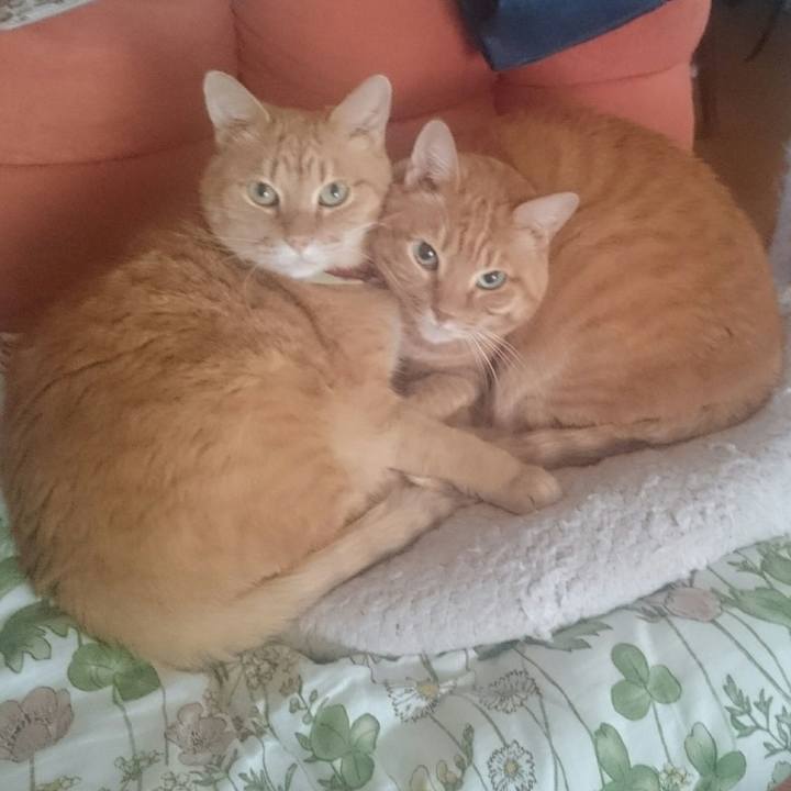 4cb8977e fa92 452e 8f60 130173c77ee4 1511837217407