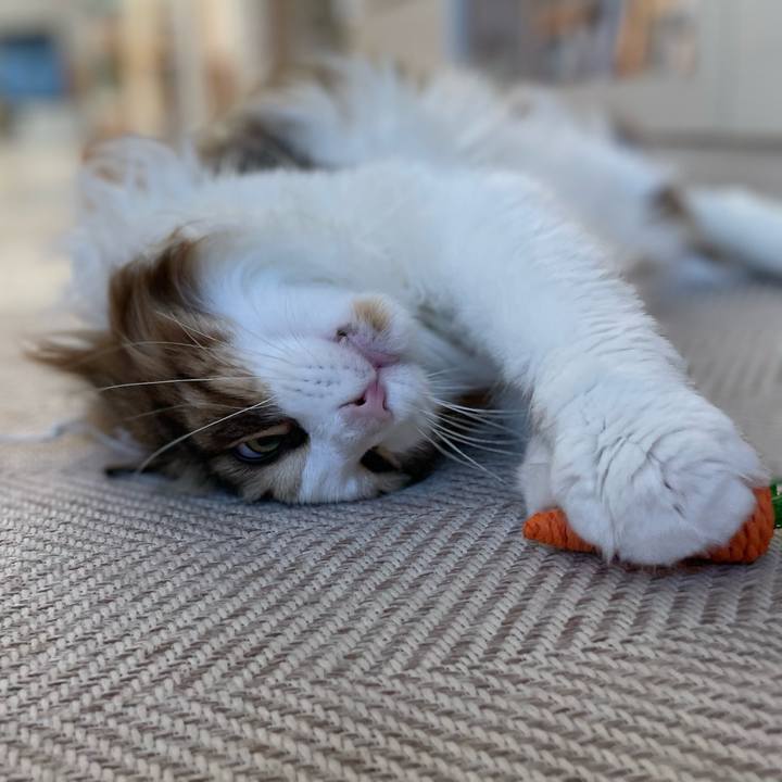 4cba8220 96b4 4b45 9c1f b62d1a9666db 1677972067867