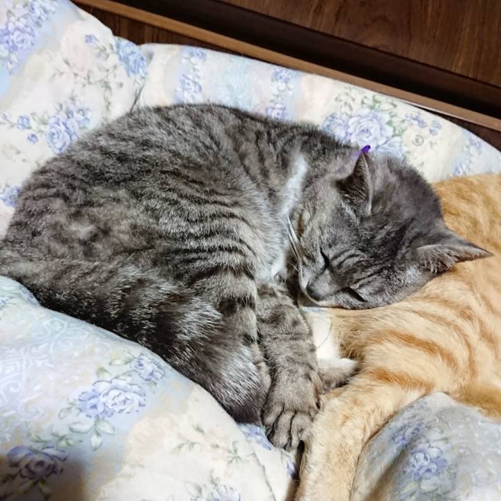 4cbab2ce d0d2 4de6 b0ab 5270e155febf 1590584159973