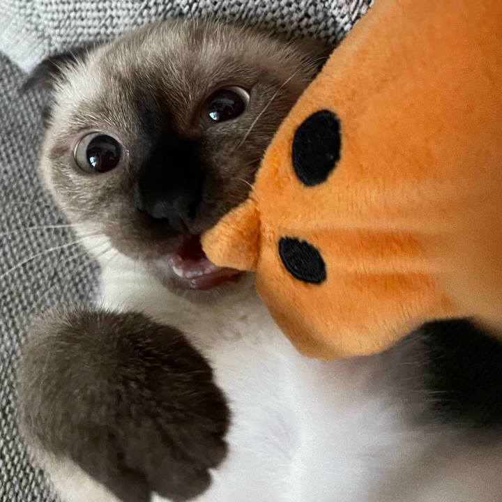 4cbe1590 aa4f 4a4b 97a7 b942868c7672 1690056480390