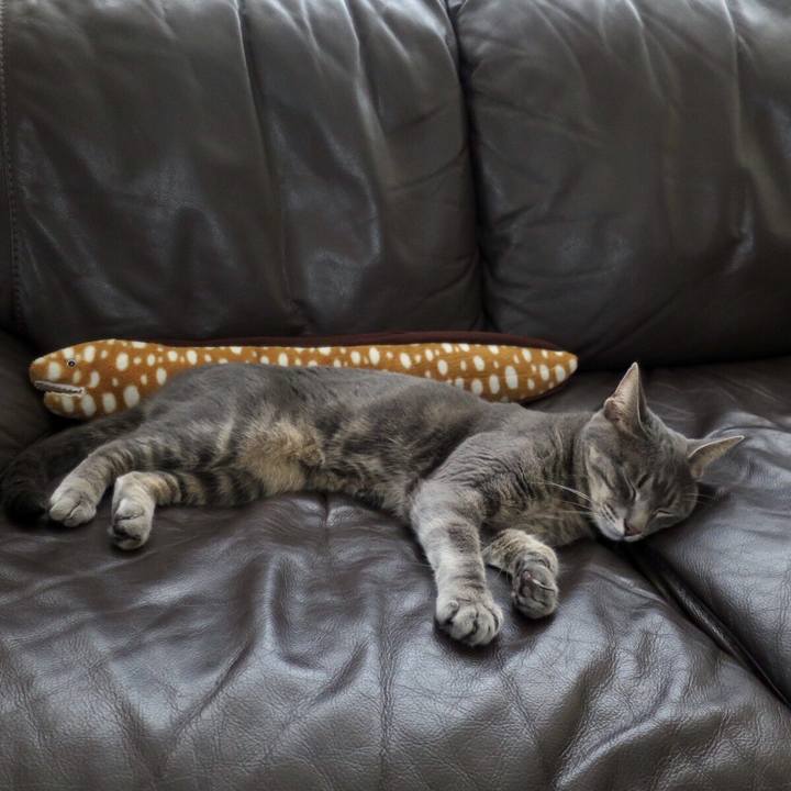 4cbf7609 9f64 46ec a624 8b32dd6f7ee5 1532824797507