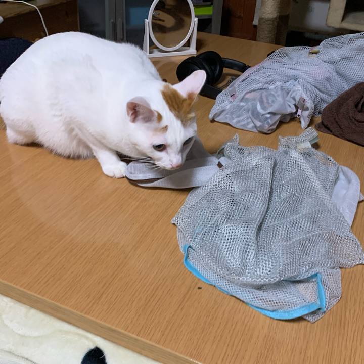 4cc0a6b4 f5dc 4c2a 966c faa5e220839a 1573906685285