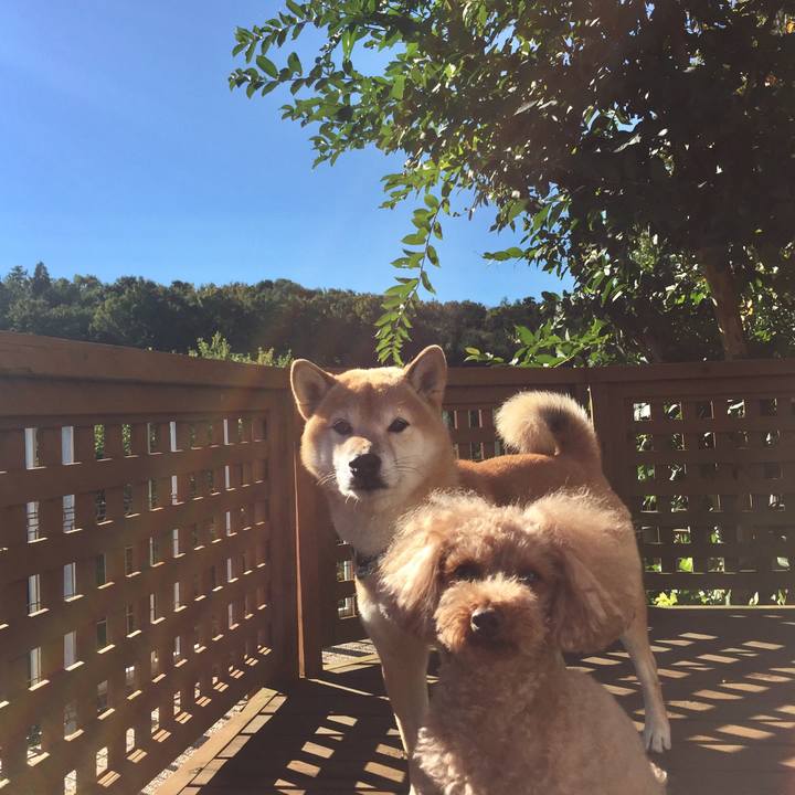 4cc15da7 a845 4b2f 80ca 183ae76e42b0 1509321589230