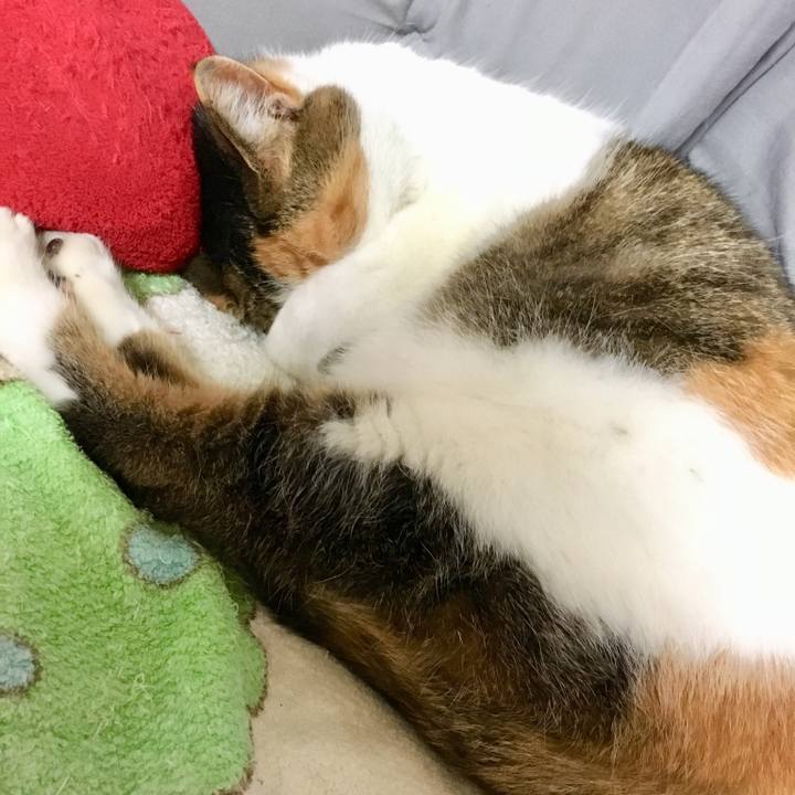 4cc3e968 7473 4d4a 95da 2c2ddc690ef2 1515418737176