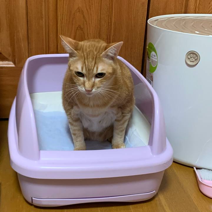 4cc50a7b f295 4715 bd7d d55f0bd620d6 1573308000072