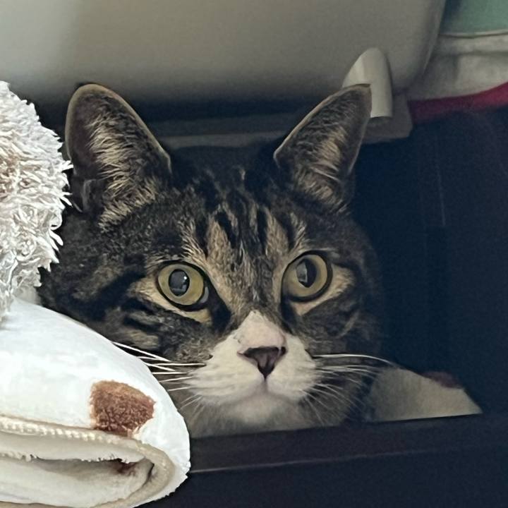 4cc52971 2388 4e93 840d 70a1c95acc69 1773616683078