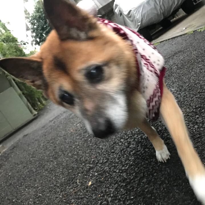 4cc6007f 735c 4903 9a7b 247dacd357f6 1544998308255