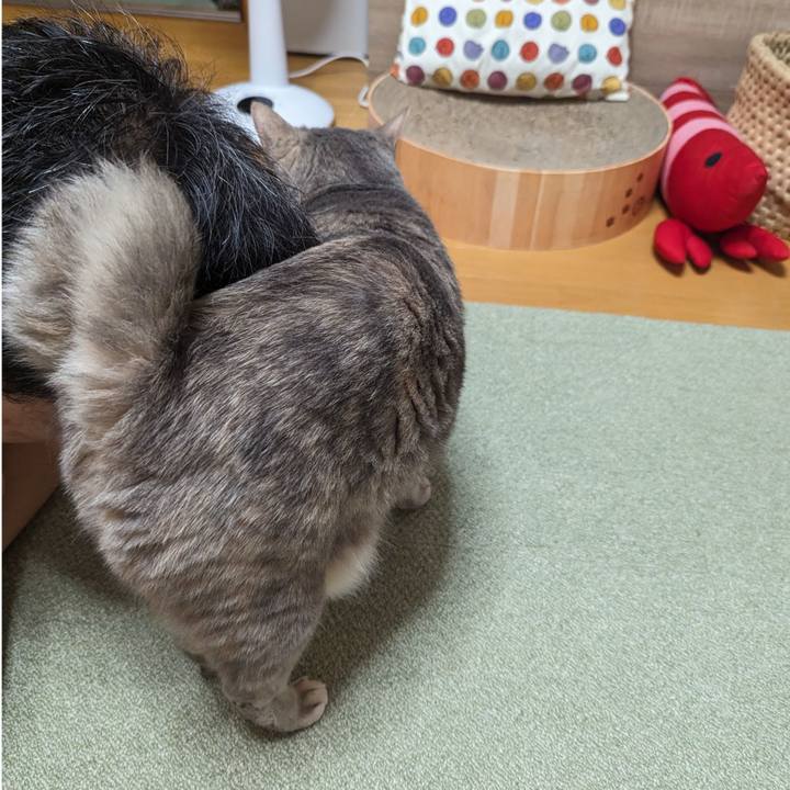 4cc67e51 b9a5 485f b13e 24234067465b 1718171526867