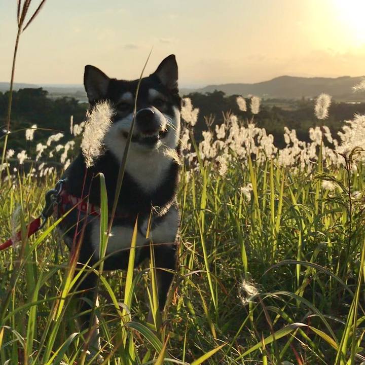 4cc88ff5 dba1 4626 b132 afdd075da63c 1539061946603