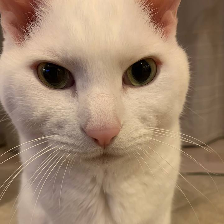 4cc8f0bc 417c 4cc1 98c8 d47ce222545d 1711281516184