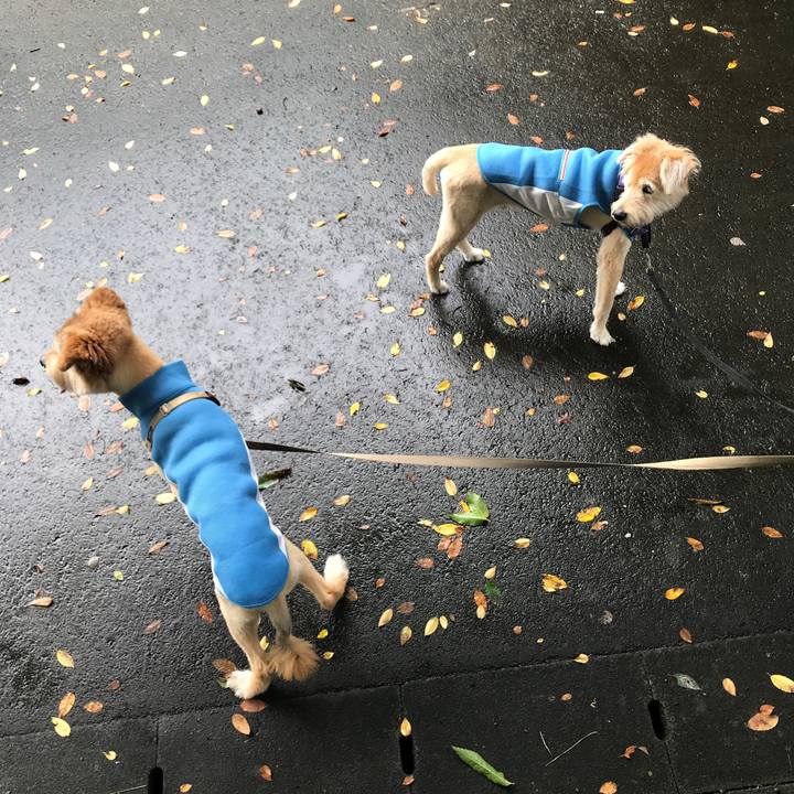 4cc9761b 1d8b 42db a284 37ee33e27546 1595727138257