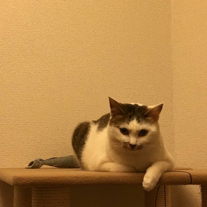 4cc98cc1 6240 4b9c 85c7 ca08cb9d20f7 1518788629042