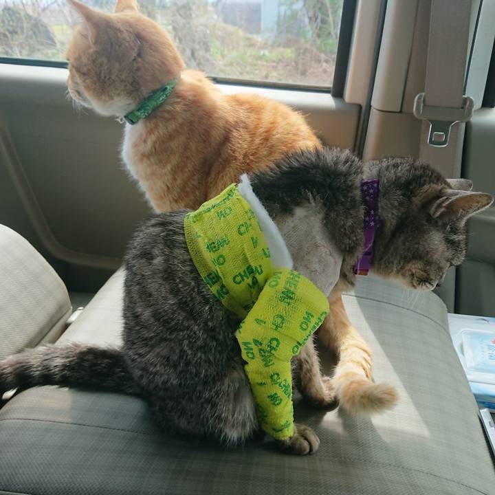 4cc9ef45 b376 4569 89c9 e62b20ae78ba 1586403366170