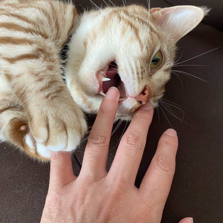 4ccb9c12 3844 4e7f 87ab 9c1bcc3f49e9 1630810531543