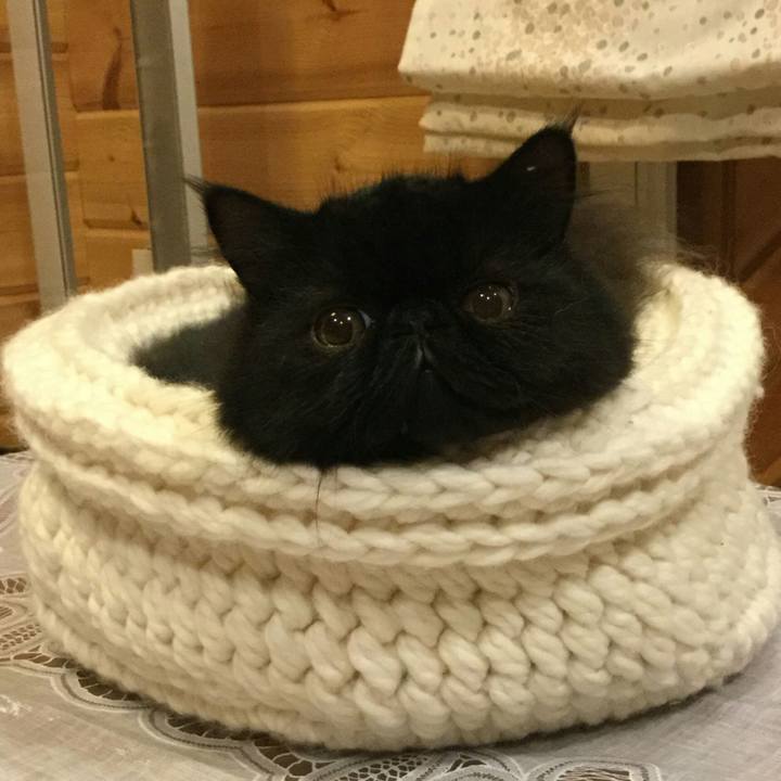 4ccbcbcc 4907 4d7d bf40 349f9f69645b 1508678455387