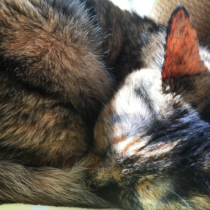 4ccc3130 8476 4058 a466 ea2c42777971 1519830342624