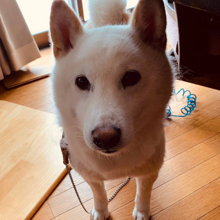 4ccd51f2 7605 4f2c 9b5a 51c1780f0727 1583737206149