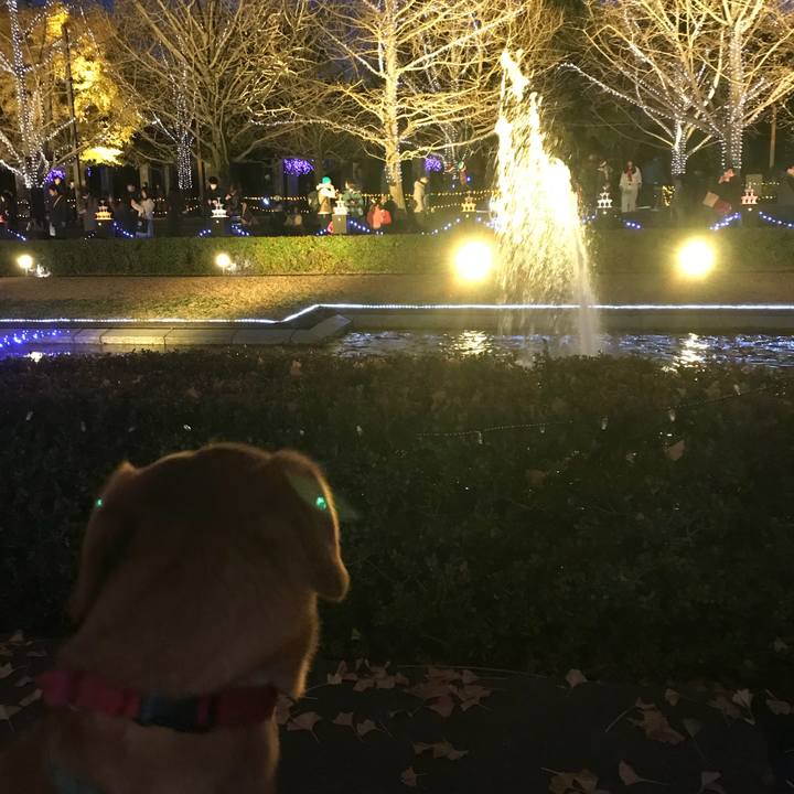 4cd23507 99fe 41f0 8df0 7ccc72793185 1512202440002