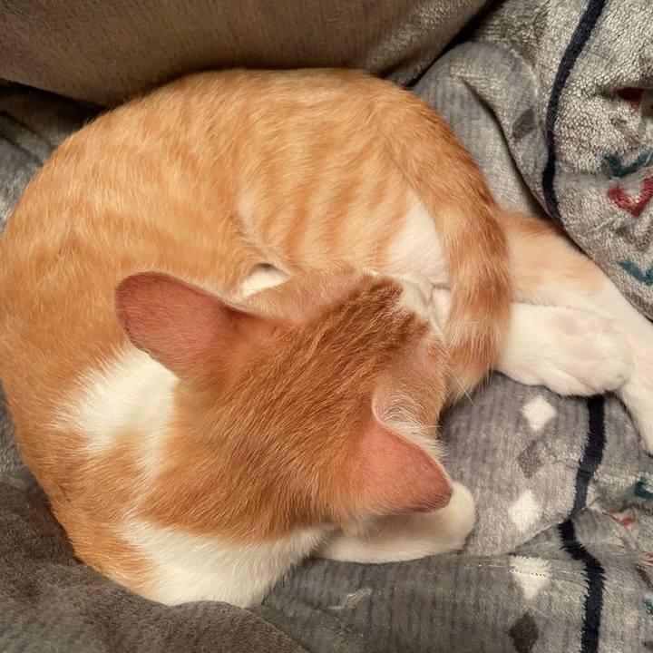 4cd3b420 a012 4ec8 b799 fa476aa3507e 1699782580605