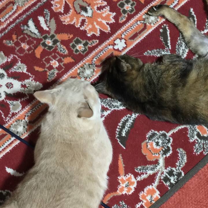 4cd4ab88 7ee0 4485 9b53 10f0fb9ca086 1576495704944