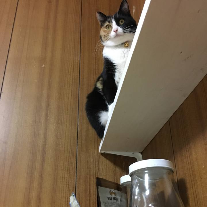 4cd891c0 b147 435d 92db 69f22ab2e61f 1513598596902