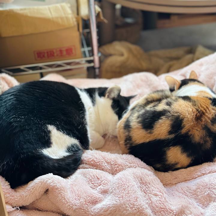 4cd932ae b028 4ae9 9b65 5e9416e5de2d 1671330644733