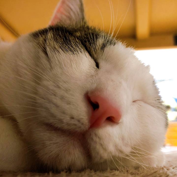 4cd9ef28 d954 4855 866f 7225db9cea24 1606563628580