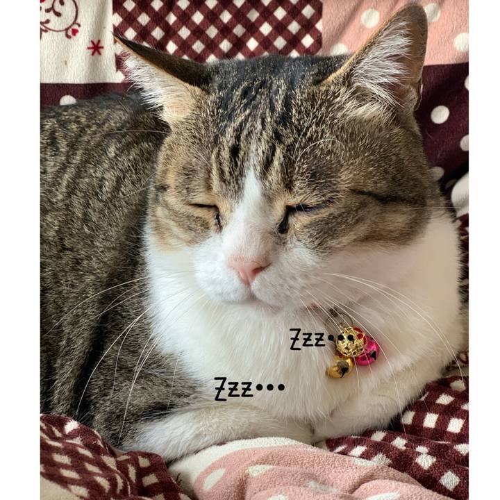 4cda12ec 39f9 4c32 9cd9 e57523d32765 1617496915239