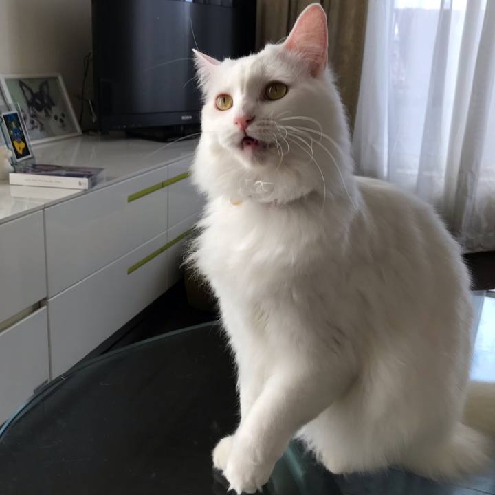 4cdaa005 923a 40c2 98df 9766ae0d03f1 1541994790716