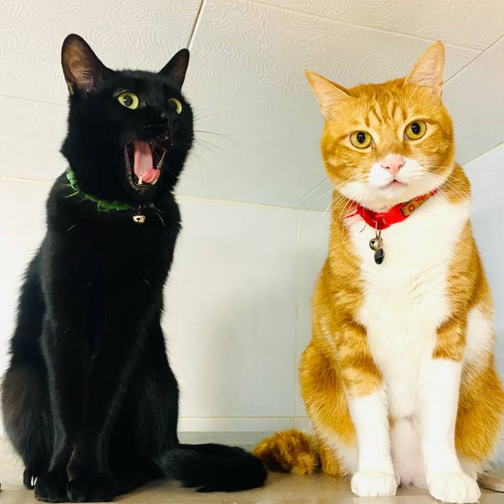 4cdadd3d e3df 4d68 b47b d42abd4cec29 1732885274114