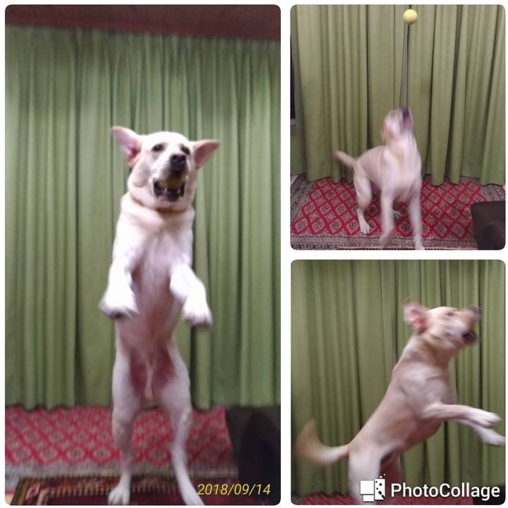 4cdc3088 9cf8 4ede aaef 680fa887a81a 1536922542544