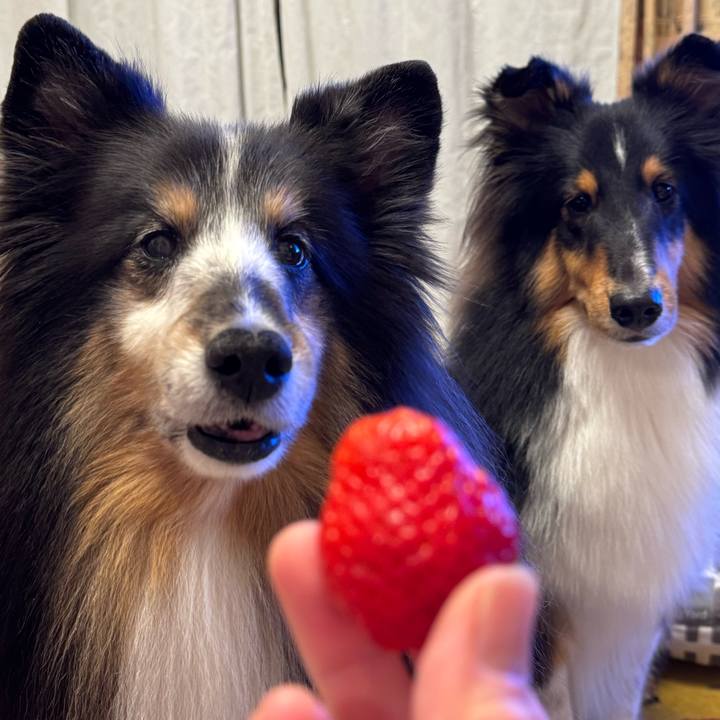 4cdc956d 1d19 4cdf b7df 694f1e29117c 1765893199449