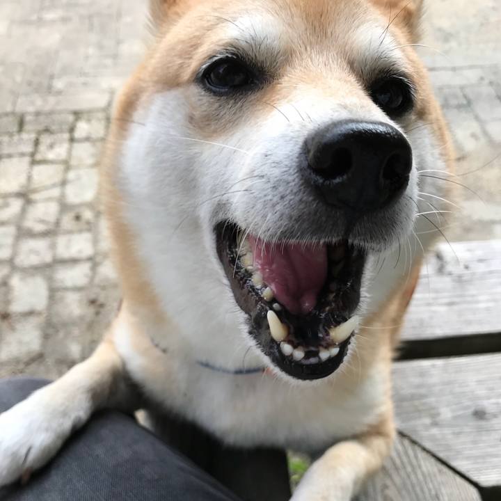 4cdcc018 ff53 47b7 8cfd c6c7a304f15e 1508927325378