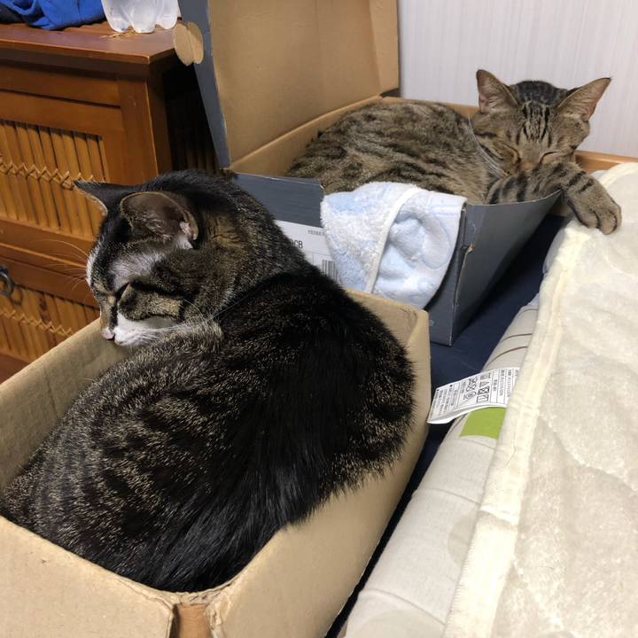 4cdf0034 0de8 4a4e 95f2 6a60505cd8a7 1545515237617