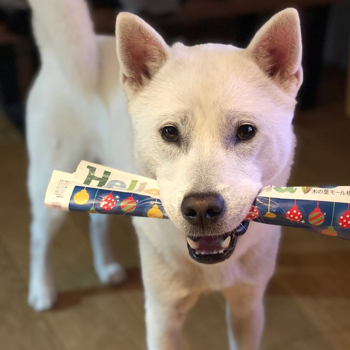 4cdfb492 0e31 4d53 932c c04c0b4f687f 1544705231214