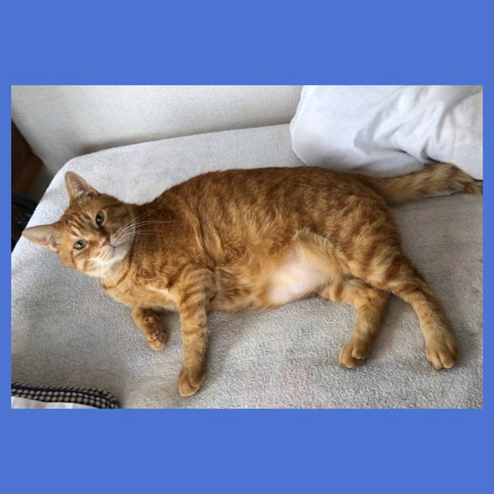 4ce024af 1a0a 4c86 9d61 ca59444ac869 1613803497399