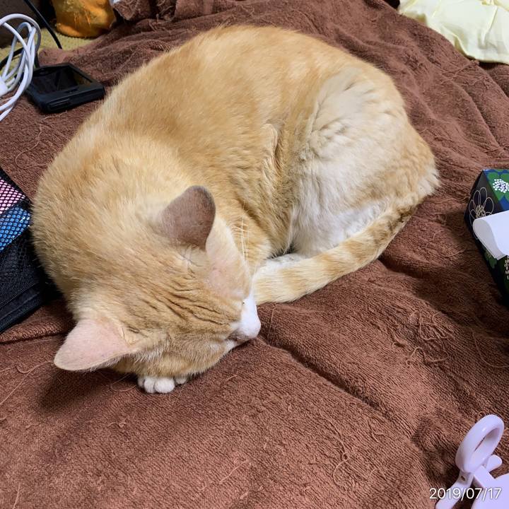 4ce22477 f766 444d a1ec ac2ffedce29b 1563371779439