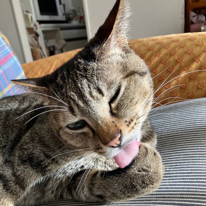 4ce2a55f f8d4 4218 8234 7560515589e7 1766101780420