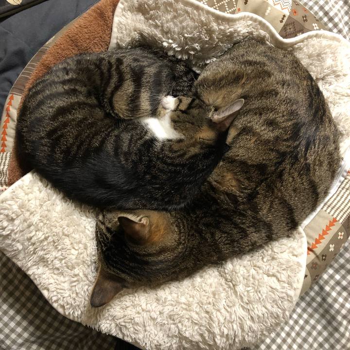 4ce32dad 10d2 4c1b a905 9404dbb0ecfa 1517052793576