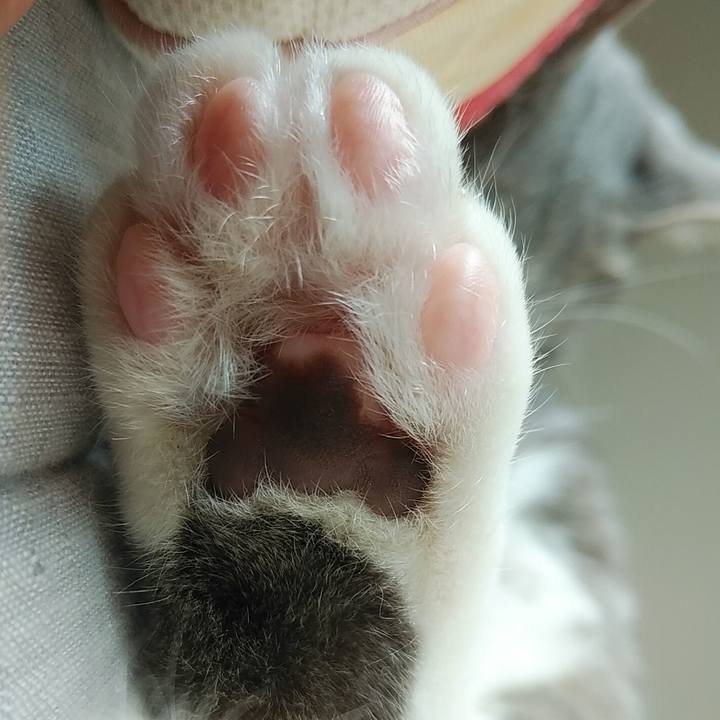 4ce467b3 4e63 481c a258 90f240a82983 1590106469583