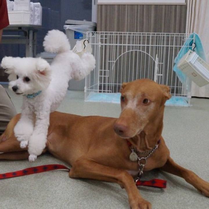 4ce6e5cb 99d3 4b45 9eb4 d553fad199c3 1523436709189