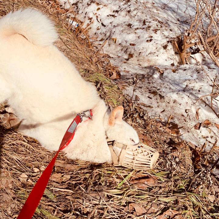 4ce892c9 47b7 44ed 9b00 5e77ed45260d 1585620122649