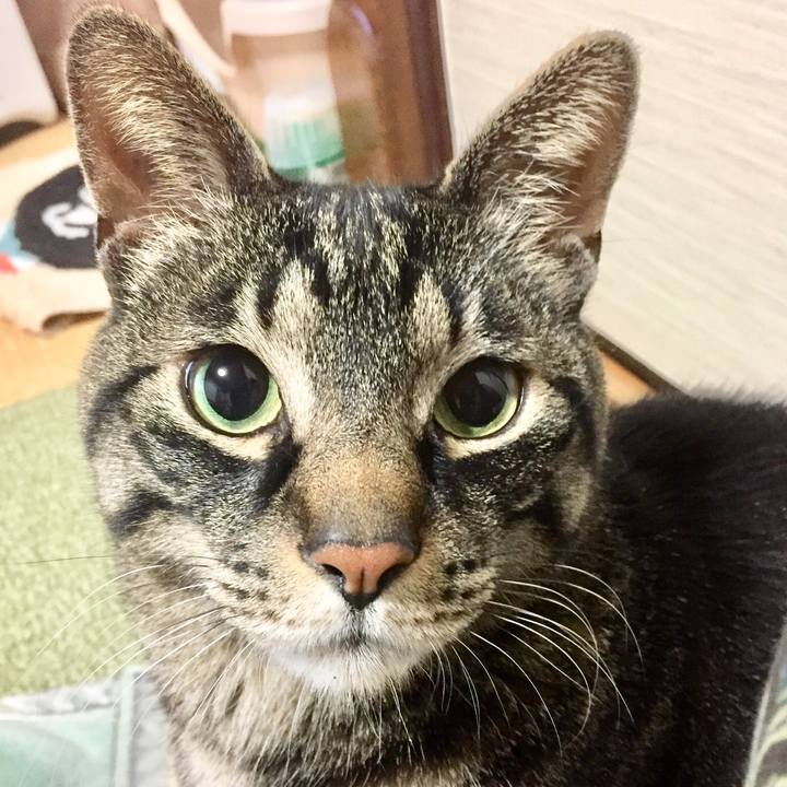 4ce8d4aa d694 485a a04c 33061a270dd2 1526138443858