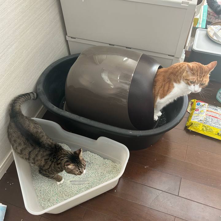 4cea0e85 794d 4787 b990 434961360608 1759628676096