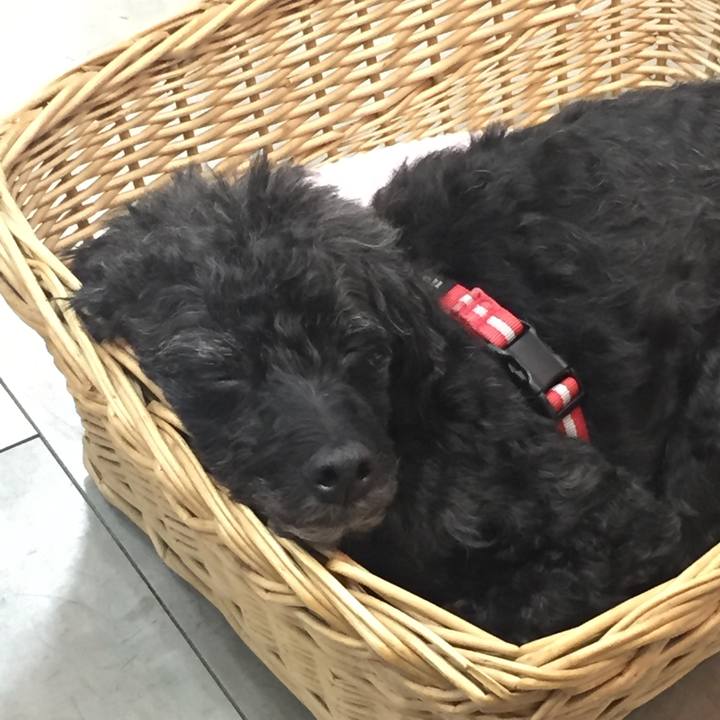 4cea283f c12b 4af8 924f fdd08082508c 1513527353679